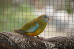 Neophema Splendid Cinnamon pop 2025, Dieren en Toebehoren, Vogels | Parkieten en Papegaaien, Vrouwelijk, Parkiet, Geringd