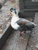 2 kwakers, woerdjes, Dieren en Toebehoren, Pluimvee, Mannelijk, Eend