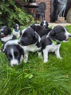 Border Collie  Pups, Dieren en Toebehoren, Rabiës (hondsdolheid), 8 tot 15 weken, Collie, Meerdere