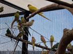 Mooie volwassen koppels roodrugparkieten, diverse kleuren!, Dieren en Toebehoren, Vogels | Parkieten en Papegaaien, Meerdere dieren