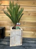CICAS PALM IN STEIGERHOUTBAK, Ophalen, Minder dan 60 cm, Rond, Nieuw