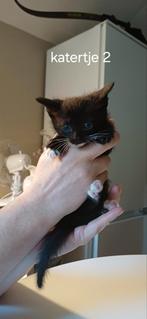 Nog slechts 1 van deze 5 knappe broertjes te koop, Dieren en Toebehoren, Katten en Kittens | Overige Katten, Kater