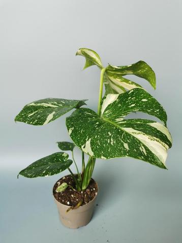 Monstera Deliciosa variegata plant 2 beschikbaar voor biedingen