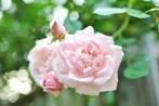 ROSA 'NEW DAWN' Klimroos ( NU PLanttijd ), Ophalen of Verzenden, Zomer, Overige soorten, Volle zon