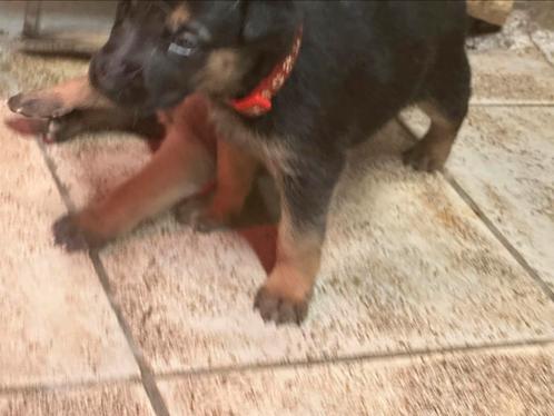 Mechelse herder pups, Dieren en Toebehoren, Honden | Herdershonden en Veedrijvers, Teef, Herder, Particulier, Meerdere, Nederland