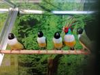 Gouldamadines diverse koppels, Meerdere dieren