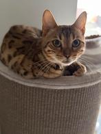 Zeer mooie bengaal kat gesteriliseerd, Dieren en Toebehoren, Poes