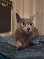 Gezocht: dekkater blauwe rus, Dieren en Toebehoren, Katten en Kittens | Dekkaters