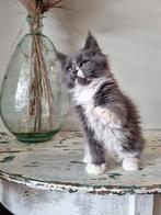 Maine coon kittens poesje, Dieren en Toebehoren, Katten en Kittens | Raskatten | Langhaar, 0 tot 2 jaar, Gechipt, Poes