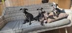 Windhond pups, mix greyhound whippet. 1 teefje en 1 reutje, Dieren en Toebehoren, 8 tot 15 weken, Groot, CDV (hondenziekte), Meerdere