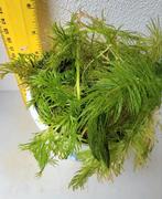Waterplanten mix., Ophalen of Verzenden, Zo goed als nieuw, Plant(en), Steen of Hout