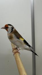 Koppel major Putters, Dieren en Toebehoren, Meerdere dieren, Wildzangvogel, Geringd