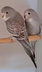 gezocht, Dieren en Toebehoren