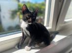 Pragtig poesje, Dieren en Toebehoren, Katten en Kittens | Overige Katten, Poes