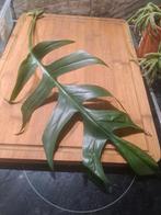 Epipremnum pinnatum stekken.., Huis en Inrichting, Kamerplanten, Ophalen of Verzenden, Halfschaduw, Minder dan 100 cm