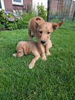 Mooie goldendoodle gekruist met golden retriever ., Dieren en Toebehoren, Overige rassen, CDV (hondenziekte), 8 tot 15 weken, Teef