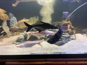 Pangasius beschikbaar voor biedingen