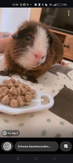 2 lieve cavia’s met toebehoren, Dieren en Toebehoren, Knaagdieren, Februari, Mannelijk, Cavia
