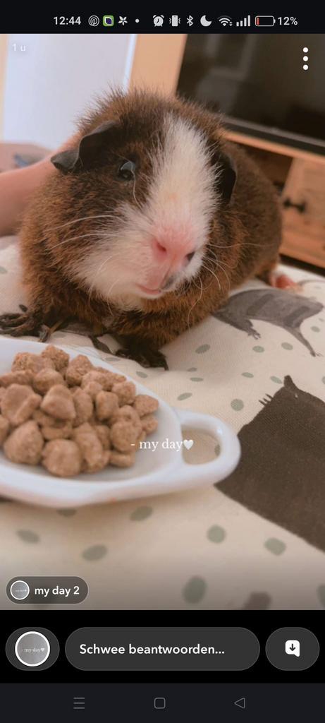 2 lieve cavia’s met toebehoren, Dieren en Toebehoren, Knaagdieren, Mannelijk, Cavia, Februari