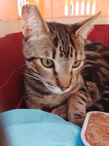 Jarela, Hector, na dood baasje naar asiel gebracht, 20-2-25 beschikbaar voor biedingen