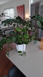 Zamioculcas Zamiifolia (ZZ Plant) en pot, Ophalen, Overige soorten, Halfschaduw, In pot
