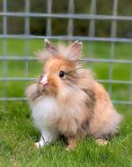 Schattige jonge dwerg konijntjes te koop aangeboden!!, Dieren en Toebehoren, Konijnen, Meerdere dieren, Dwerg, 0 tot 2 jaar