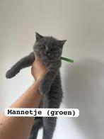 Britse korthaar kitten’s (ANTWERPEN), Dieren en Toebehoren, Katten en Kittens | Raskatten | Korthaar, Meerdere dieren, Gechipt