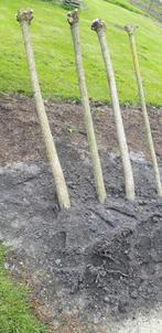 2 x catalpa trompetboom., Tuin en Terras, Zomer, Volle zon, Bolboom, Ophalen