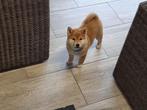 Shiba inu teef - geteste ouders en stamboom, Dieren en Toebehoren, Honden | Poolhonden, Keeshonden en Oertypen, België, Fokker | Hobbymatig