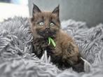 5 prachtige raszuivere Maine Coon kittens- nu te reserveren!, Dieren en Toebehoren, Katten en Kittens | Raskatten | Langhaar, Meerdere dieren