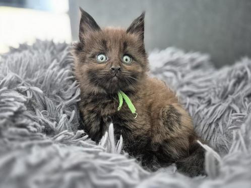 5 prachtige Maincoon kittens, Dieren en Toebehoren, Katten en Kittens | Raskatten | Langhaar, Meerdere dieren, 0 tot 2 jaar, Gechipt