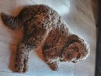 Oppas gezocht 12 juli tm 30 juli.. voor onze aussidoodle Cha, Particuliere oppas