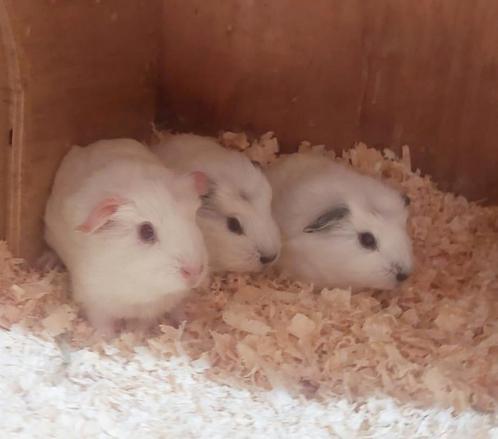 Aangeboden 3 jonge cavia's zeugjes 2x californian 1x wit, Dieren en Toebehoren, Knaagdieren, Vrouwelijk, Cavia, Na 1 juli 2024