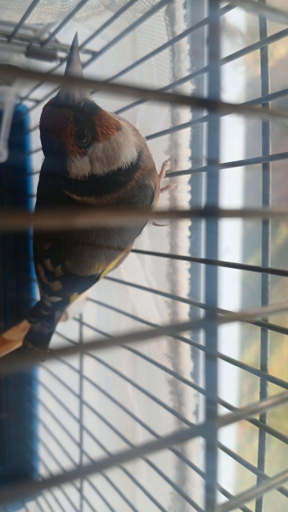 -Een-Echt kleine parva putter jaar2024.(DZ), Dieren en Toebehoren, Vogels | Overige Vogels, Wildzangvogel, Mannelijk, Tam, Geringd