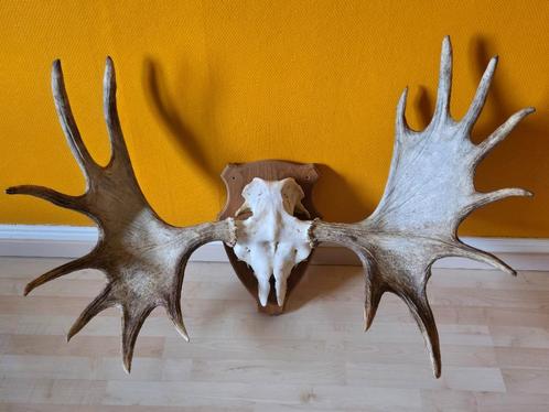 Groot eland gewei op schedel, Huis en Inrichting, Woonaccessoires | Wanddecoraties, Gebruikt, Ophalen