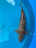 Ginrin ochiba, Dieren en Toebehoren, Karper of Koi