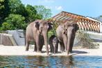 Laatste 5 kaarten | Dagje uit naar keuze | Dierentuin, Drie personen of meer, Ticket of Toegangskaart