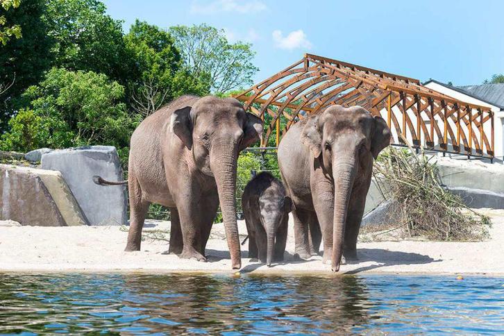 Laatste 5 kaarten | Dagje uit naar keuze | Dierentuin, Tickets en Kaartjes, Recreatie | Dierentuinen, Drie personen of meer, Ticket of Toegangskaart