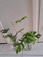 Stek monstera, Huis en Inrichting, Kamerplanten, Ophalen, Overige soorten, Minder dan 100 cm