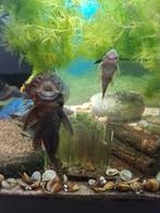 Algeneters, Dieren en Toebehoren, Vissen | Aquariumvissen, Vis