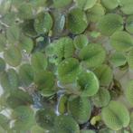 Phyllanthus Fluitans  (Drijfplant)