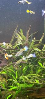 Guppen m/v, Dieren en Toebehoren, Vissen | Aquariumvissen, Vis, Zoetwatervis, Schoolvis