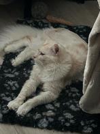 Maine Coon, Dieren en Toebehoren, Kater