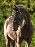 Lieve talentvolle ruin v. McLaren, Dieren en Toebehoren, Paarden, Gechipt, Ruin, Dressuurpaard, Zadelmak