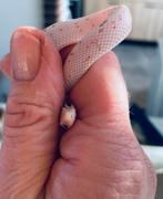 1.0 Palmetto rattenslang, jong diertje, bijzondere kleur, Dieren en Toebehoren, Reptielen en Amfibieën, Slang, 0 tot 2 jaar