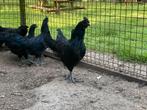 Jonge haan Ayam Cemani, begin maart 2025, Dieren en Toebehoren, Pluimvee, Mannelijk, Kip