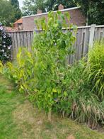 GRATIS  SERING BOOMPJE, Tuin en Terras, Ophalen, Lente, Volle zon, Overige soorten