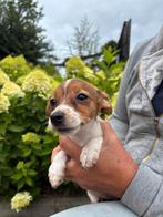 Lieve jack russell pups, Dieren en Toebehoren, Honden | Niet-rashonden, Meerdere, Meerdere dieren, Klein, Nederland