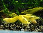 Citroen garnalen garnaal Neocaridina heteropoda yellow, Dieren en Toebehoren, Vissen | Aquariumvissen, Zoetwatervis, Kreeft, Krab of Garnaal