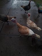 Kalkoen haan, Mannelijk, Kalkoen